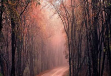 杏彩体育：DO：没理由怀疑阿森纳接触过尼科-威廉斯的经纪人.